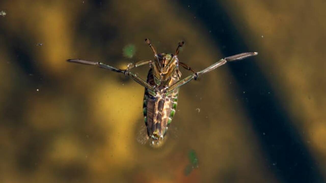 The 5 loudest animals on earth