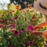 Want more blooms? Prune these 5 garden plants in August