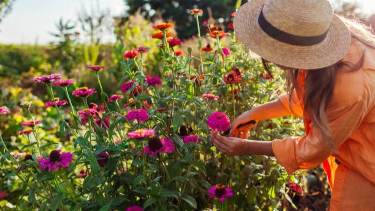Want more blooms? Prune these 5 garden plants in August