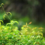 5 Plants you think are attractive, but are actually invasive in nature