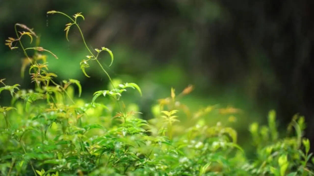 5 Plants you think are attractive, but are actually invasive in nature
