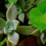 5 plants people grow for luck, that have better practical benefits that many probably haven't heard about