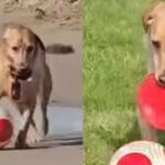 Messipaws: Named after Lionel Messi, viral Labrador ‘MessiPaws’ wins hearts with incredible football dribbling skills