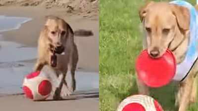 Messipaws: Named after Lionel Messi, viral Labrador ‘MessiPaws’ wins hearts with incredible football dribbling skills