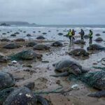 Nearly 150 turtles washed ashore on a Canadian lake, but scientists found the real killer hiding in a brutal winter