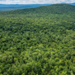 New England had almost completely lost its forests by the 1800s after centuries of logging. Then nature slowly reclaimed the land in one of history's greatest forest recoveries, covering about 60% of the region once again