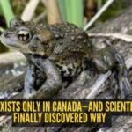 This toad exists only in Canada—and scientists have finally discovered why