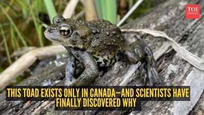 This toad exists only in Canada—and scientists have finally discovered why