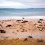 New Zealand is investing $202 million in a mega-operation aimed at restoring three islands destroyed by invasive species, with the help of Maori natives