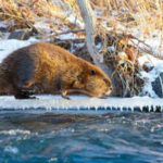 Climate change is making Beavers expand into Canada's Arctic, where their dams are changing the landscape