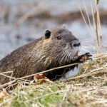 Nutria: The illegal immigrants<br><br>