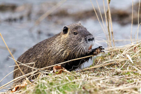 Nutria: The illegal immigrants<br><br>