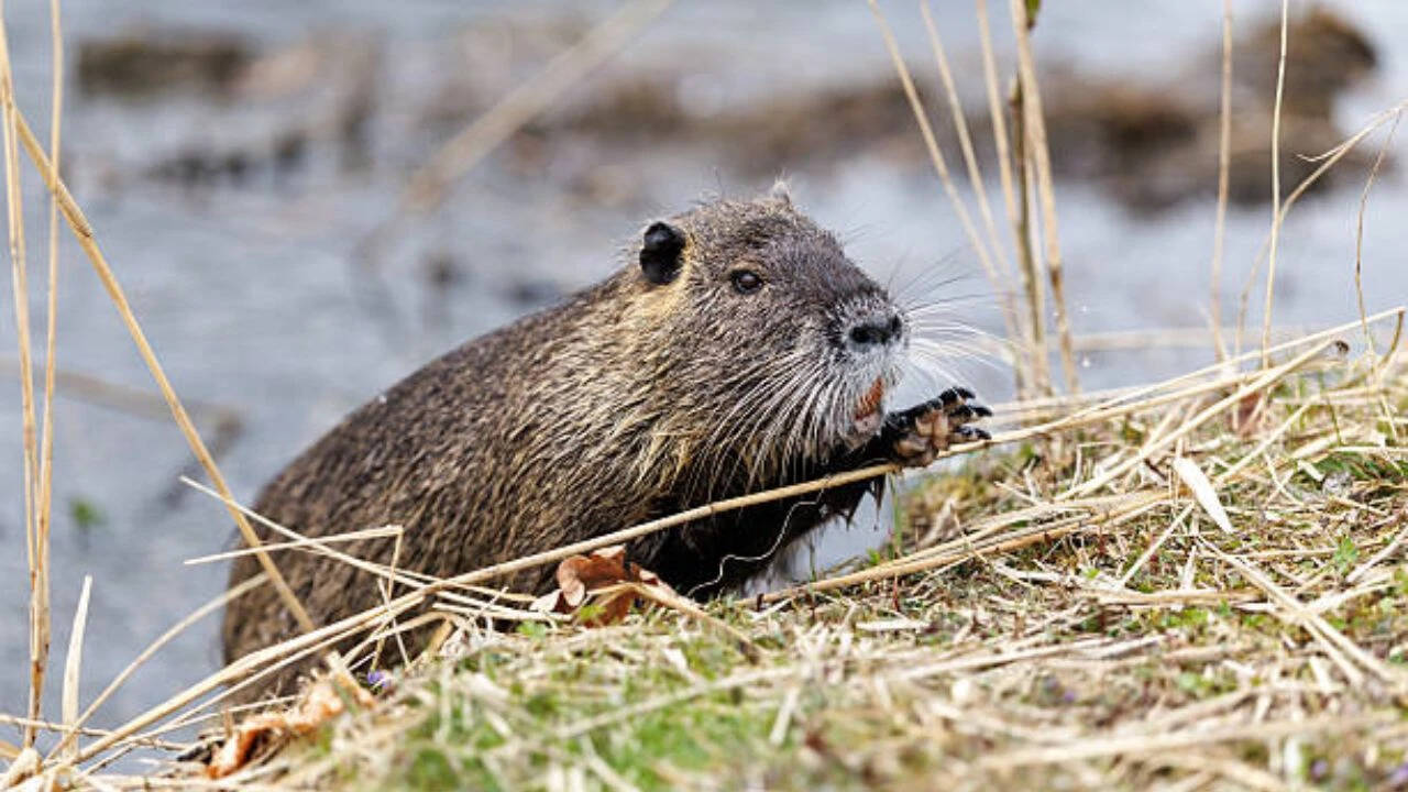 Nutria: The illegal immigrants<br><br>