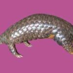 Scientists studied pangolin DNA from seven countries and rediscovered a Himalayan species that had been overlooked since 1836