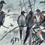 In 1914, the passenger pigeon disappeared after once filling North American skies, becoming one of history’s greatest wildlife losses