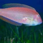 These fish are born female and later become male; heavy fishing may be changing them at the molecular level