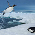 Scientists tracked more than 6,000 penguin dives beneath Antarctic sea ice and found that prey may become harder to reach, even when it has not disappeared
