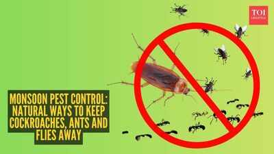 Monsoon pest control: Natural ways to keep cockroaches, ants and flies away