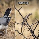Butcher bird: The innocent looking songbird which kiills its prey mercilessly and stabs them with thorns