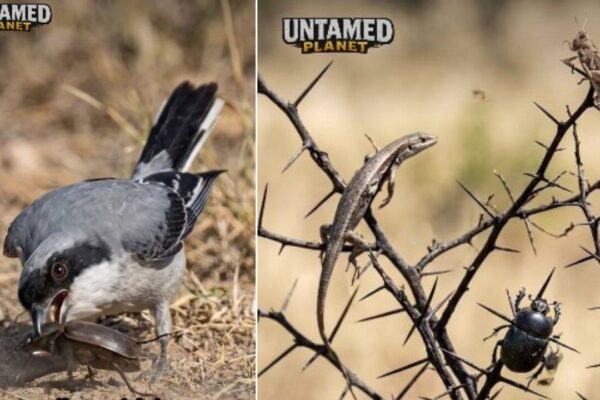 Butcher bird: The innocent looking songbird which kiills its prey mercilessly and stabs them with thorns