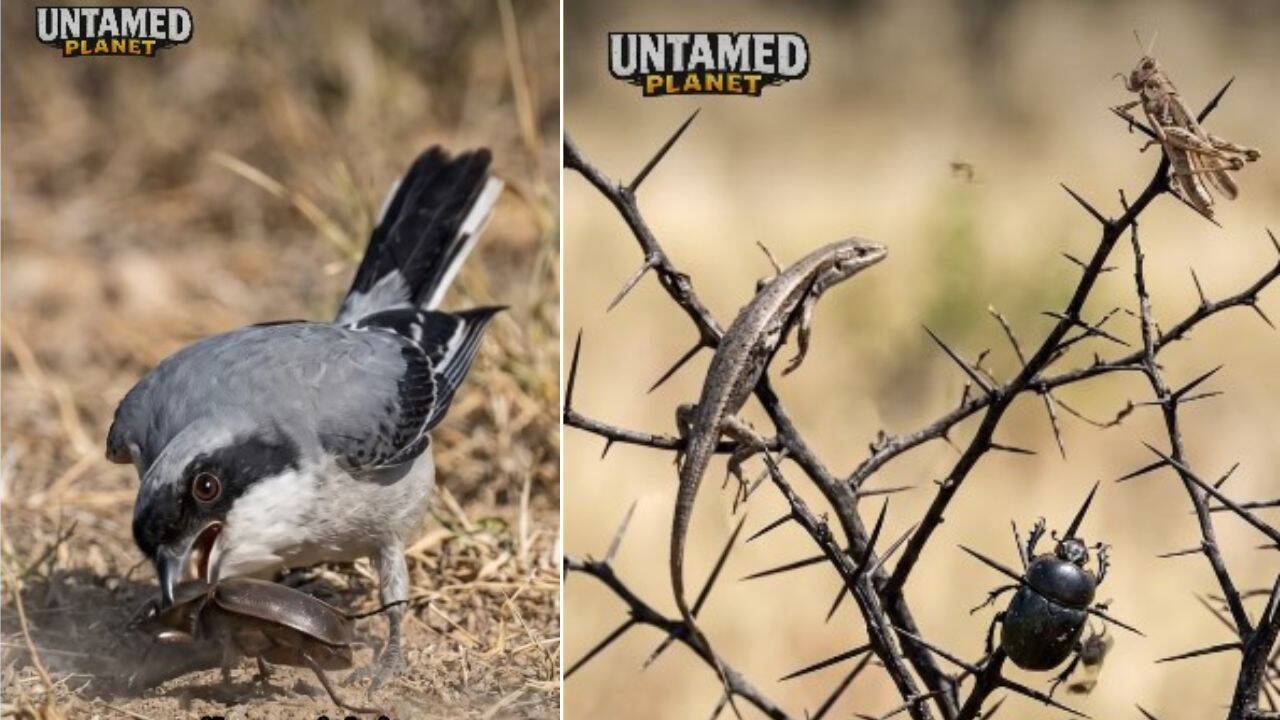 Butcher bird: The innocent looking songbird which kiills its prey mercilessly and stabs them with thorns