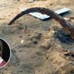 Poland's 300-year-old 'Vampire Cemetery' mystery: The strange reason 100 people were buried with sickles, locks and unusual rituals