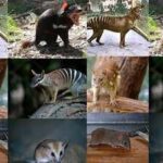 Scientists found tiny fossil jaws in Queensland that push the origin of Australia’s carnivorous marsupials back 23 million years and reveal a hidden rainforest past