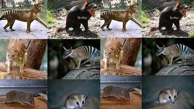 Scientists found tiny fossil jaws in Queensland that push the origin of Australia’s carnivorous marsupials back 23 million years and reveal a hidden rainforest past