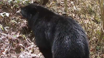 In 2022, cameras recorded two Andean bears in this Bolivian watershed; now, one has been filmed entering the Parapeti River and remaining in the water for several minutes