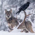 Scientists thought ravens followed wolves for food. A 2.5-year GPS study told a different story.