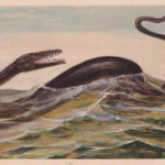 A fossil remained trapped inside a Japanese museum rock for 30 years. Scientists now think it may belong to an unknown sea reptile