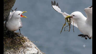 Researchers made flying harder for Alaskan seabirds by clipping some wing and tail feathers; only 67% returned the next year, but the survivors were more likely to breed successfully
