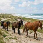 Sable Island is a remote sand island with no permanent residents, yet hundreds of wild horses roam freely across its shifting dunes