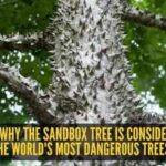 This tree is one of the most dangerous in the world-- it can explode, stab and poison