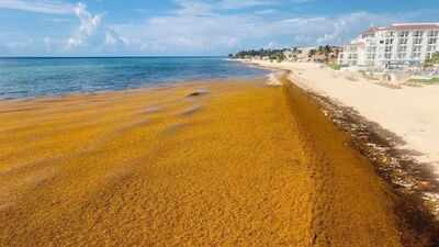 Satellite images reveal a massive 5,000-mile seaweed belt stretching thousands of miles across the Atlantic