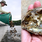 Scientists are planting 30 million oysters in the Chesapeake Bay to restore water quality and marine life in one of America's largest restoration projects