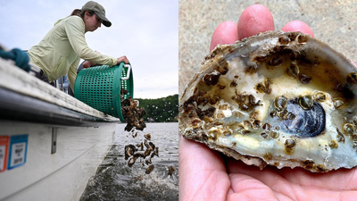 Scientists are planting 30 million oysters in the Chesapeake Bay to restore water quality and marine life in one of America's largest restoration projects