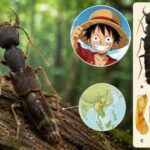 Scientists discover a new beetle genus named after One Piece’s Luffy, and its unusually long body parts explain why