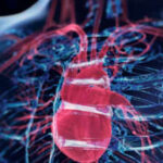 Scientists discover a surprising 'brain' hidden inside the heart: Formed by neurons, it controls the heartbeat and protects the organ during stressful situations