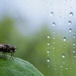 Scientists discover humidity may help control insects' biological clocks, not just light and temperature
