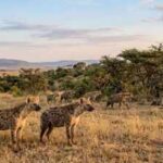 Scientists discover hyenas have a secret language of facial expressions and sounds that helps prevent fights from turning deadly