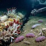 Scientists discover the deepest animal ecosystem ever found, thriving nearly 10 kilometres beneath the Pacific Ocean