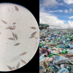 Scientists discovered a plastic-eating fungus in the Amazon rainforest that survives without oxygen and could one day help tackle landfill waste worldwide