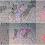 Scientists filmed this rare Arctic squid in the wild for the first time, guarding its eggs in sub-zero water inside the world’s largest national park