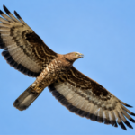 Scientists fitted a European honey buzzard with a GPS tracker. The bird flew for 42 days, covering more than 10,000 km from South Africa to Finland and helping researchers uncover the secrets of one of nature's greatest migrations