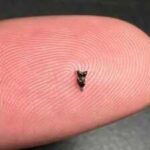 Scientists found ancient teeth smaller than a fingertip; they are rewriting early primate history