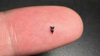 Scientists found ancient teeth smaller than a fingertip; they are rewriting early primate history