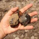 Scientists found South America’s first insect-bearing amber, a 112-million-year-old time capsule from a lost dinosaur-era forest