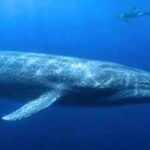 Scientists have finally explained why killer whales struggle to hear blue whales, and the answer may have helped the giants survive for millions of years