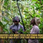 Scientists have identified a new monkey species with striking orange lips in the Democratic Republic of Congo after it spent years hiding in a remote forest